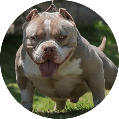 American-Bully