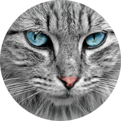 Gato-circular-parceiro-400x400