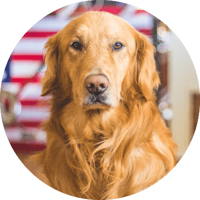 Golden-Retriever