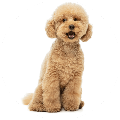 Poodle