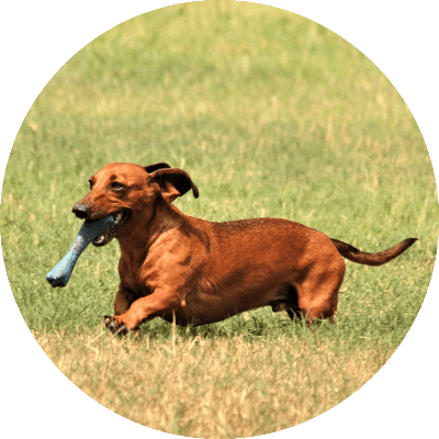 dachshund